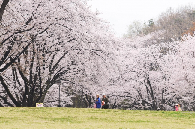 稲荷山公園のサクラ