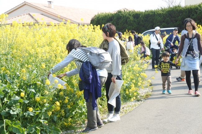 菜の花摘み取り体験