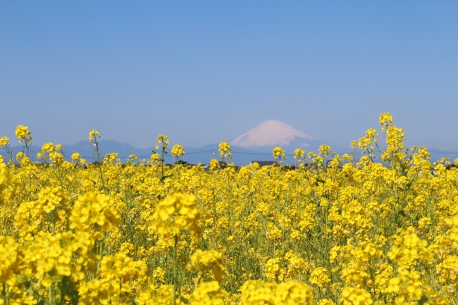 約10万本の菜の花畑と、相模湾・富士山の美しい景観が楽しめる（横須賀市長井海の手公園 ソレイユの丘）