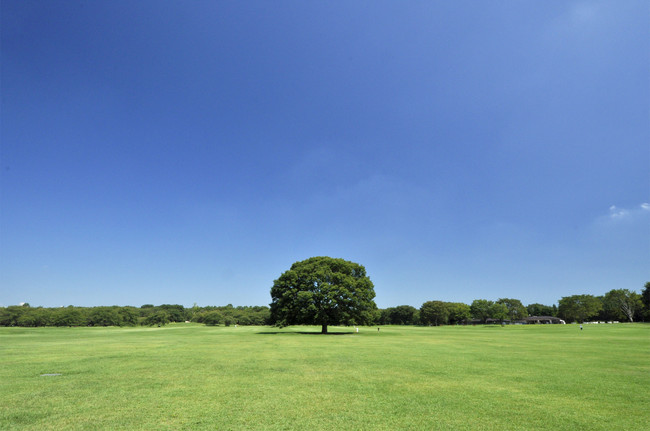 国営昭和記念公園　みんなの原っぱ