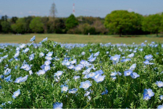 ネモフィラ（国営武蔵丘陵森林公園）※2021年4月7日撮影