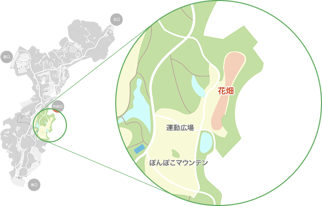 アイスランドポピーがみられるエリア