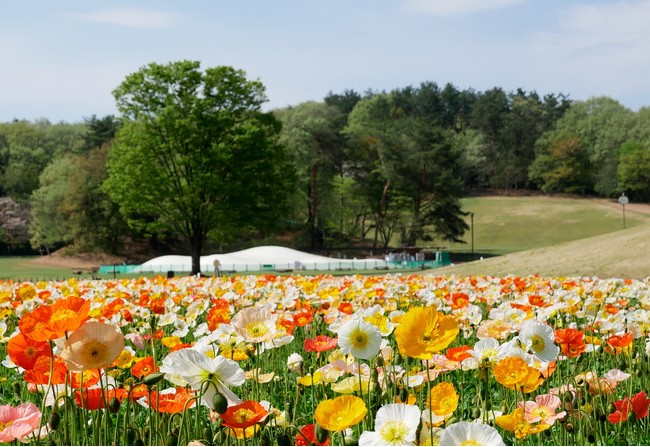 アイスランドポピー（国営武蔵丘陵森林公園）※2021年4月7日撮影