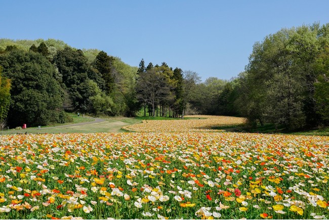 約70万本・8,000㎡のアイスランドポピー花畑（国営武蔵丘陵森林公園）※2021年4月7日撮影