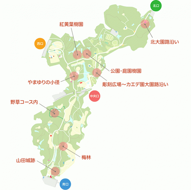 ヤマユリがみられるエリア（国営武蔵丘陵森林公園）