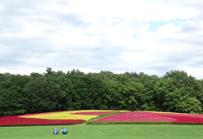 8月下旬～10月中旬にかけて見頃となる「羽毛ケイトウ」（国営武蔵丘陵森林公園）