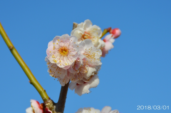 島原（しまばら）2018年3月1日撮影