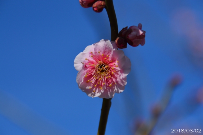 幾夜寝覚（いくよのねざめ）2018年3月2日撮影