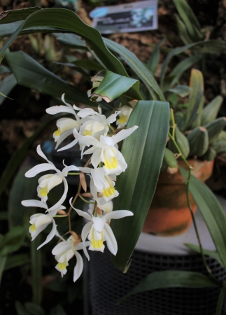 セロジネ　インターメディア　Coelogyne intermedia　2018年1月25日撮影