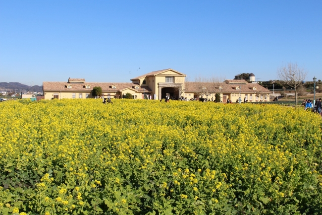 公園内の約10万本の菜の花(12月中旬～4月上旬まで咲き続けます)