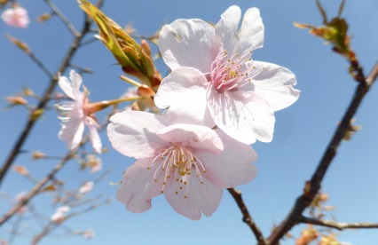 カワズザクラ（河津桜）