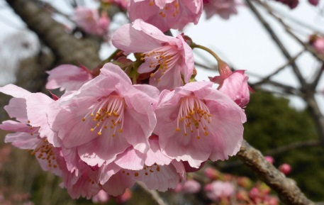 ヨコハマヒザクラ（横浜緋桜）　