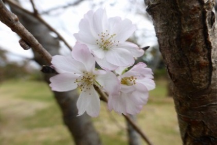 シキザクラ（四季桜）