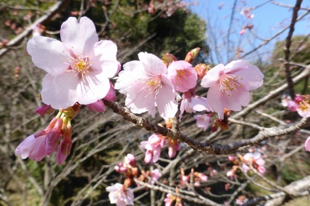 カンザクラ（寒桜）