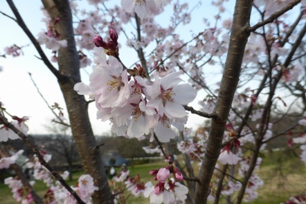 コヒガンザクラ（小彼岸桜）