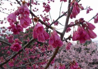 カンヒザクラ（寒緋桜）