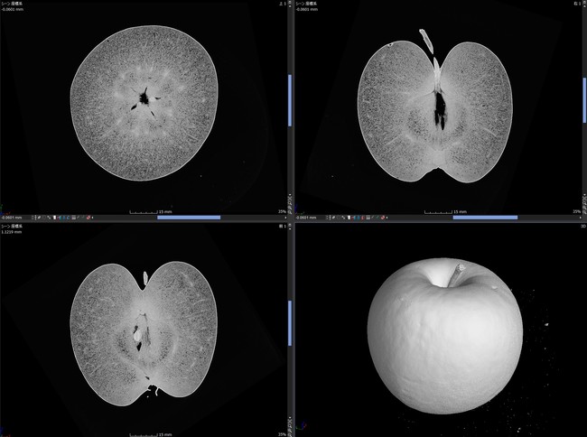 リンゴのCTスキャン画像