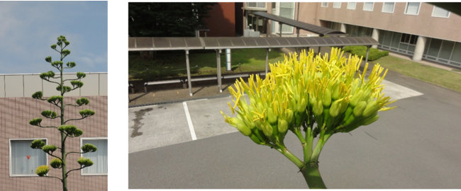 ふじみ野キャンパス内で開花したリュウゼツランの様子（７月12日）