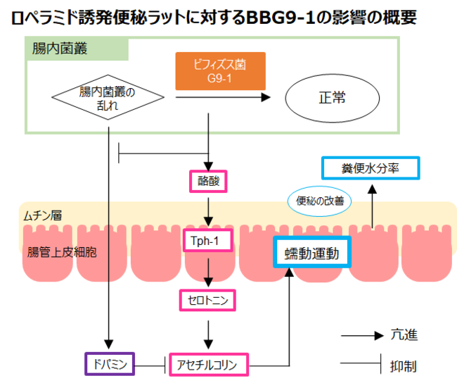 ビフィズス菌G9-1による腸内菌叢の乱れの改善は、酪酸を増加させ、セロトニンおよびアセチルコリンなどの神経伝達物質を改善させることで、腸の運動を亢進し便秘を改善した。