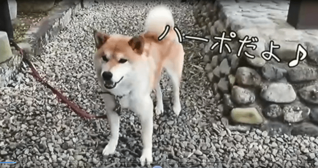 大田市で暮らす柴犬ハーポ