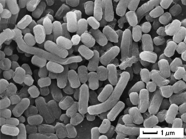 Lactobacillus plantarum L-137