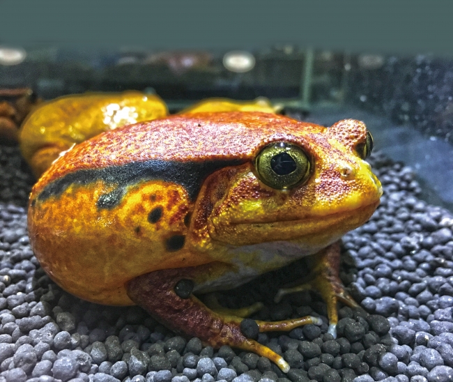 サビトマトガエル