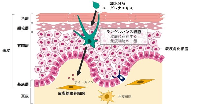 図1　皮膚の断面図と実験の目的