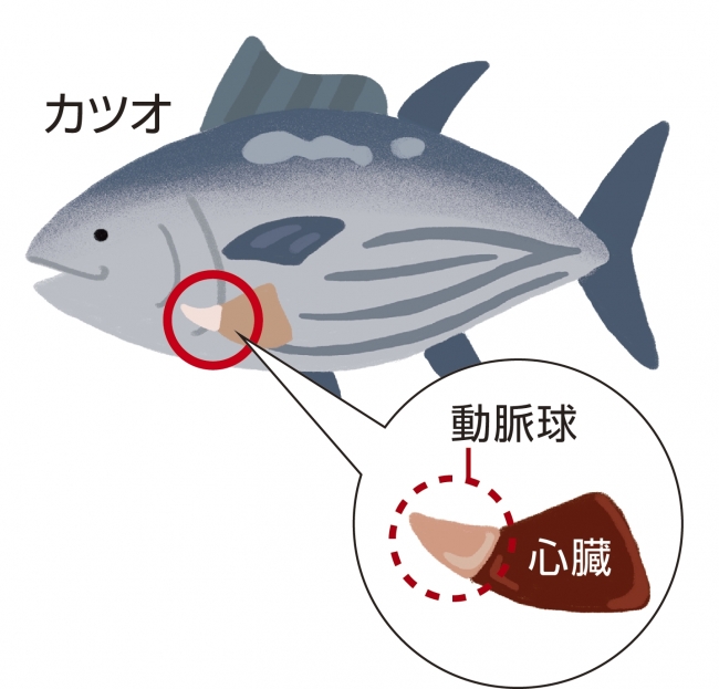 エラスチン_カツオエラスチン