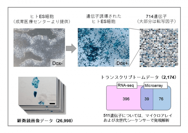 【図1】新たに確立されたバイオリソースおよびデータリソース