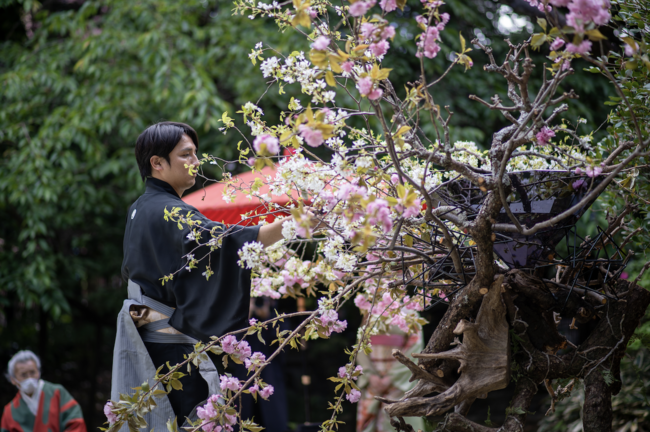 桜のインスタレーション