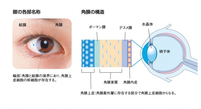 （図2）眼の各部名称