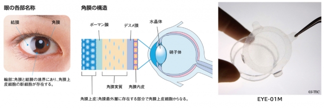 眼の各部名称と角膜構造、EYE-01Mの画像