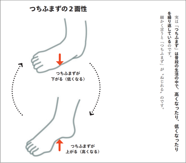 健康な「つちふまず」は普段の生活の中で、高くなったり、低くなったりを繰り返す