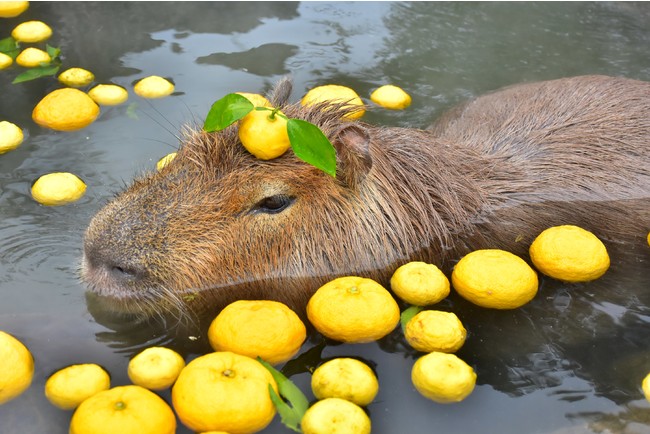 毎年恒例「カピバラのゆず湯」