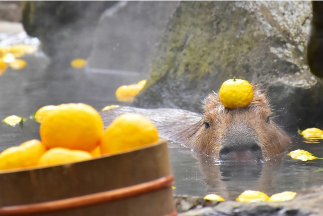 カピバラたちの姿に癒される