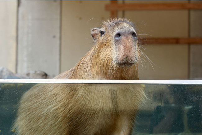 いしかわ動物園「アスカ」