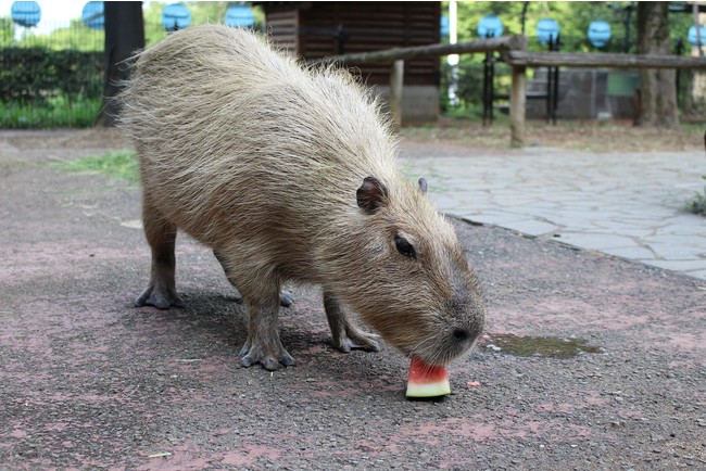 埼玉県こども動物自然公園「心音」