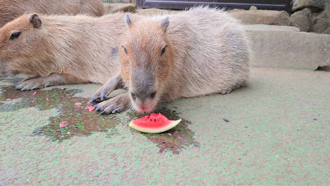 伊豆シャボテン動物公園「ギンナン」