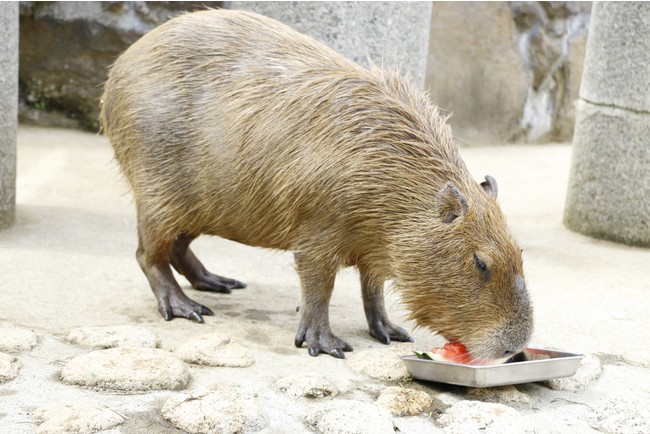 カピバラのスイカ早食い競争2021