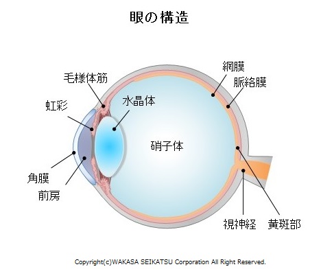 外眼筋とは眼球を支え、眼を動かす際に使う筋肉です。今回の研究結果ではアントシアニンが外眼筋に移行することが示唆されました。