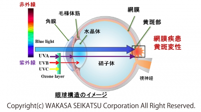 （図2）ブルーライトが網膜にダメージを与えるイメージ