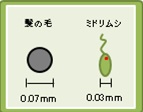 髪の毛と痩せたミドリムシ