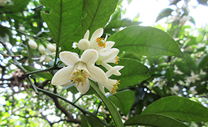 Neroli＿nouen