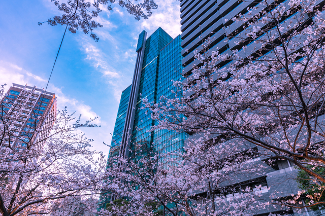 アークヒルズ　桜