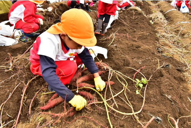 北部幼稚園のおいもほり