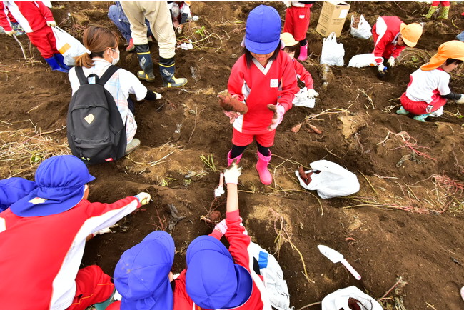 北部幼稚園のおいもほり⓶