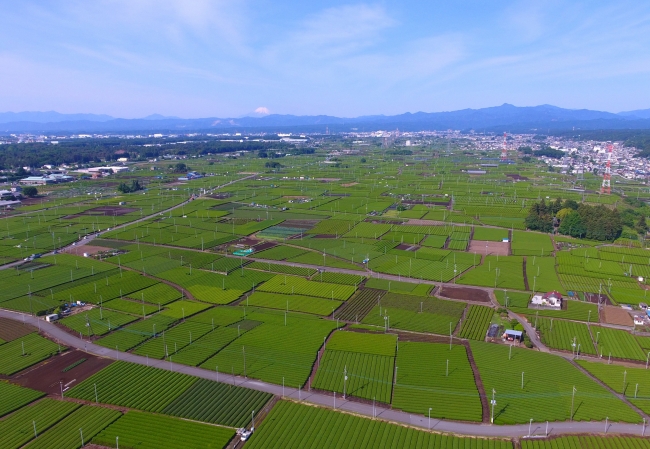 金子地区に広がる茶畑