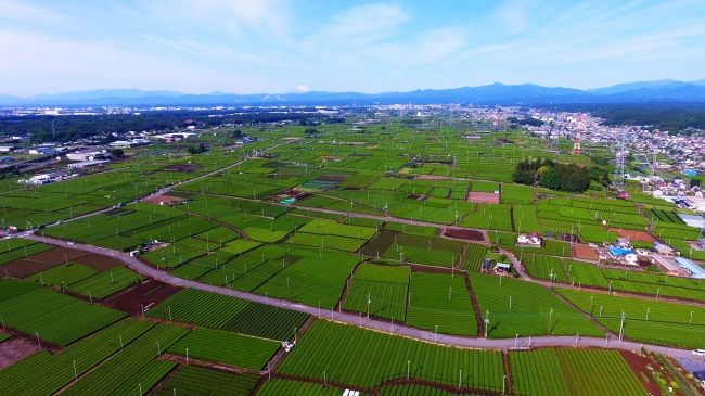 狭山茶の主産地　茶の都入間市