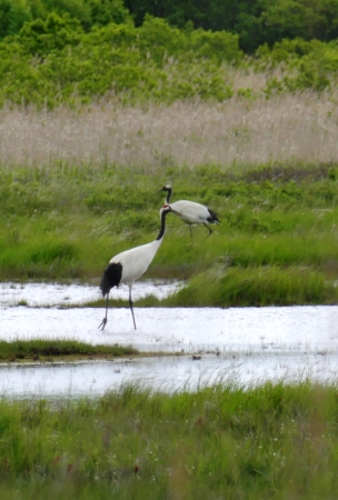 タンチョウ（写真：（公財）日本野鳥の会）