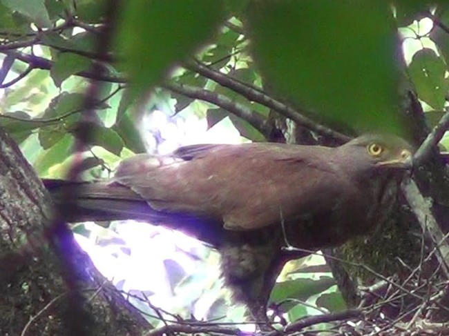 サシバ（学名：Butastur indicus）タカ目タカ科サシバ属 全長約41㎝